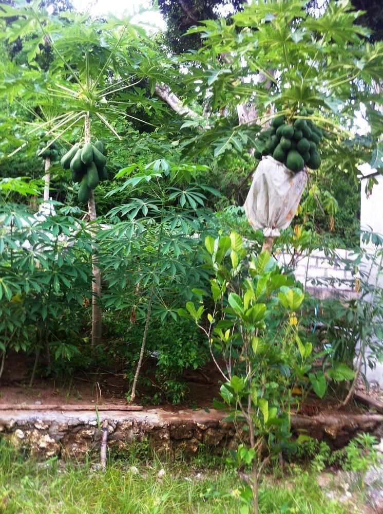 Villa Green House Ped Luaran gambar