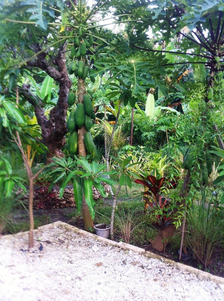 Villa Green House Ped Luaran gambar