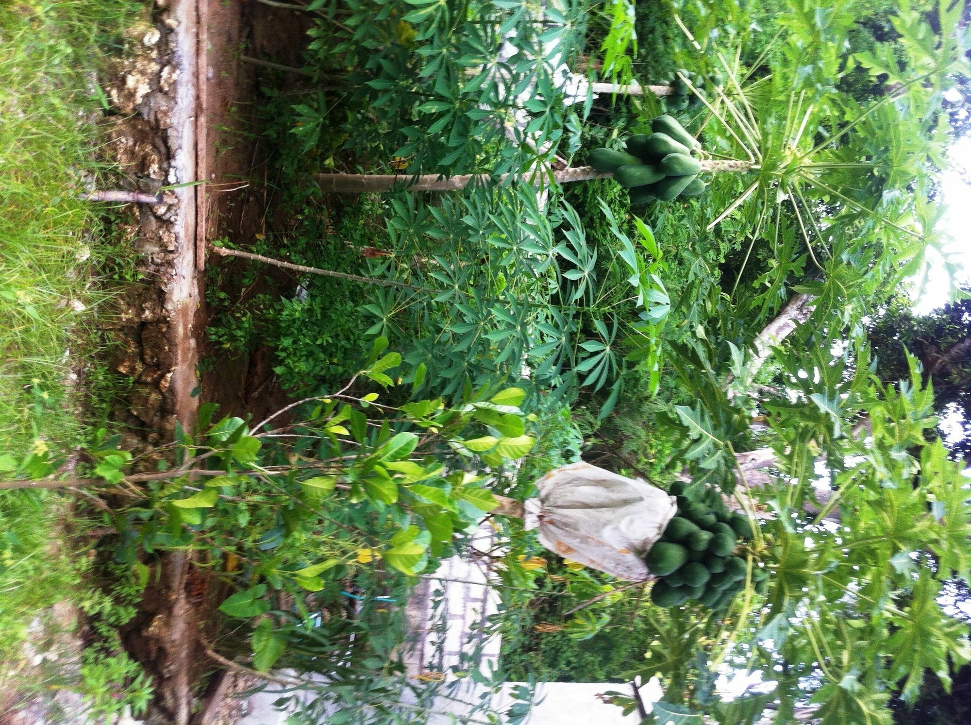 Villa Green House Ped Luaran gambar